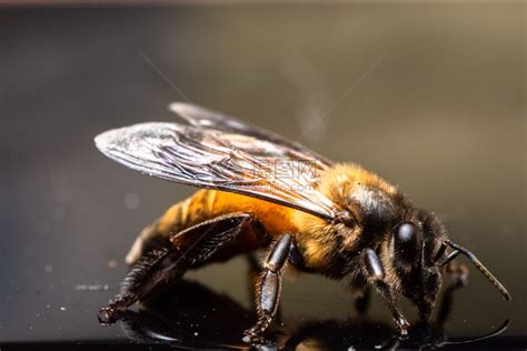 大型蜜蜂 上升處女外表